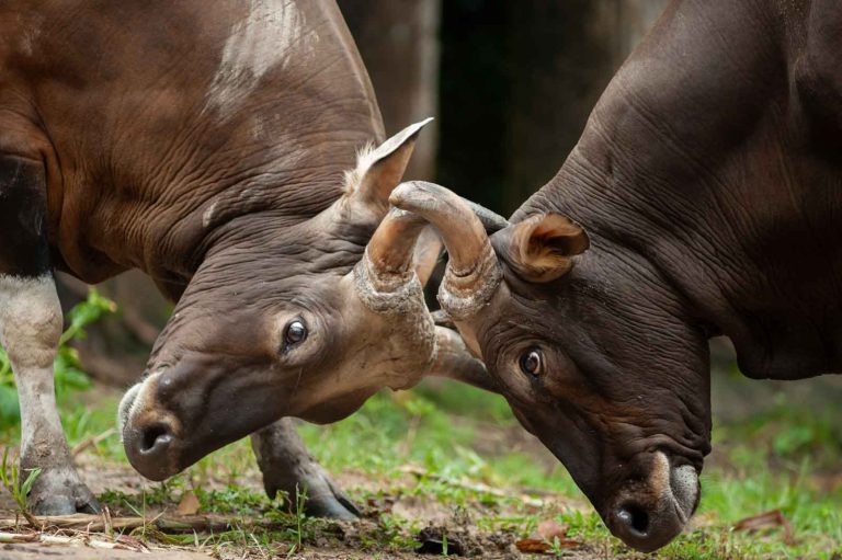 bull-fight