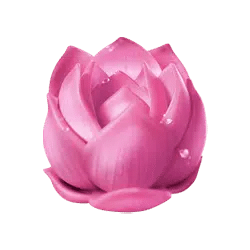 ดอกบัวชมพู